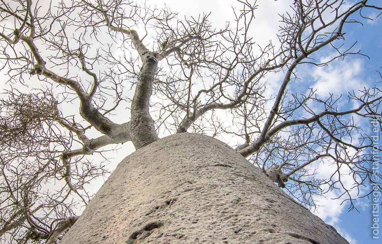 baobab